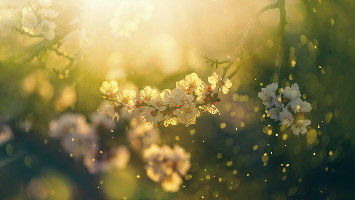 Pollen vor Blumen im Sonnenschein