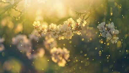 Pollen vor Blumen im Sonnenschein