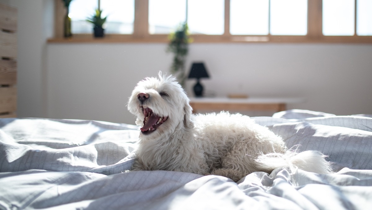 Gähnender Hund mit weißem strubbeligem Fell liegt auf Bett in Sonnenschein